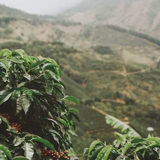 Green coffee wallpaper