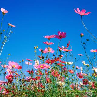 Spring weather wallpaper