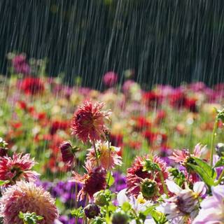 Spring weather wallpaper