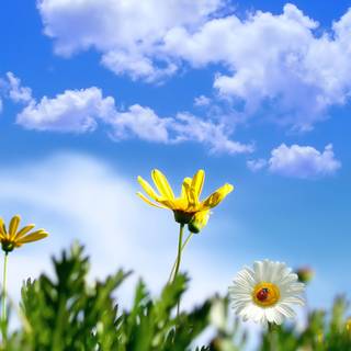 Spring weather wallpaper