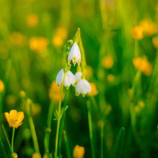 Spring weather wallpaper