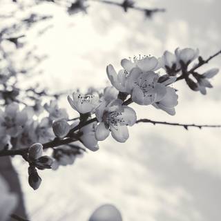 Spring weather wallpaper