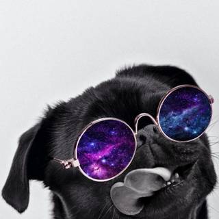 Chill dog wallpaper