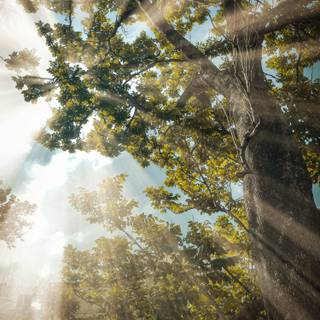 Tyndall effect wallpaper