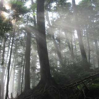 Tyndall effect wallpaper