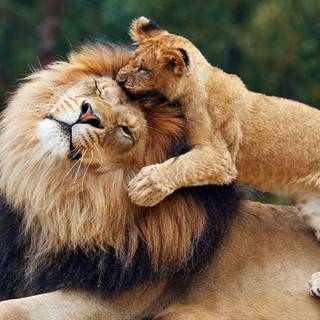 Lion father and son love wallpaper
