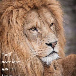 Lion father and son love wallpaper