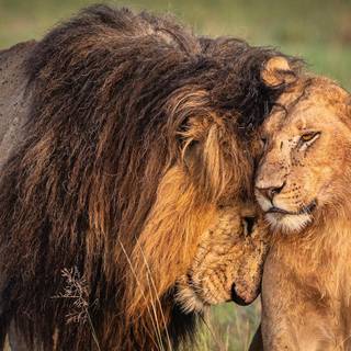 Lion father and son love wallpaper