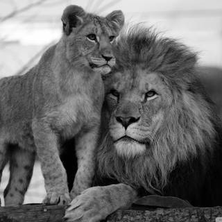 Lion father and son love wallpaper