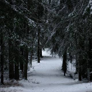 Dark winter 1920x1080 wallpaper