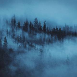 Winter dark fog wallpaper