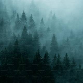 Winter dark fog wallpaper
