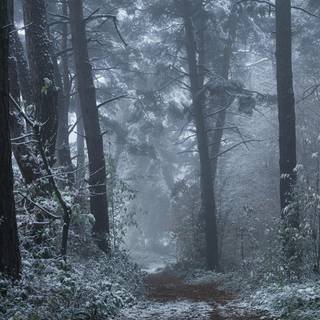 Winter dark fog wallpaper