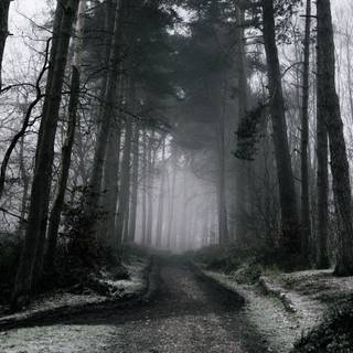 Winter dark fog wallpaper