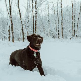 Black dogs winter wallpaper