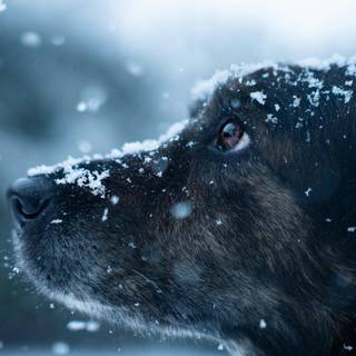 Black dogs winter wallpaper