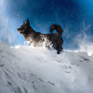 Black dogs winter wallpaper