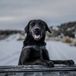 Black dogs winter wallpaper