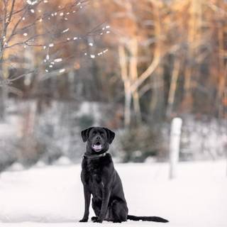 Black dogs winter wallpaper