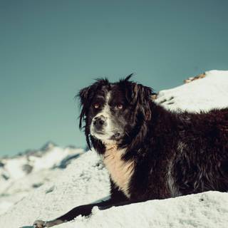 Black dogs winter wallpaper