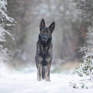 Black dogs winter wallpaper