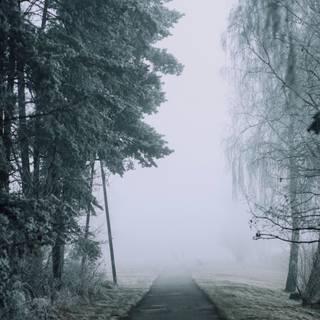 Winter dark fog wallpaper