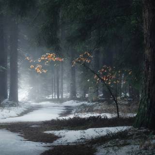 Dark winter 1920x1080 wallpaper