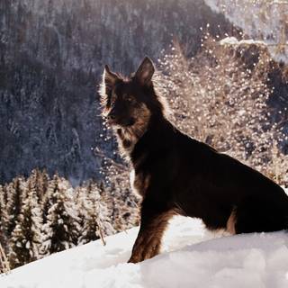 Black dogs winter wallpaper