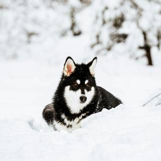 Black dogs winter wallpaper