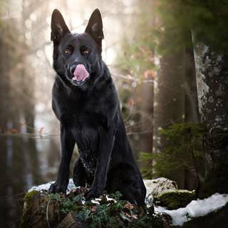 Black dogs winter wallpaper