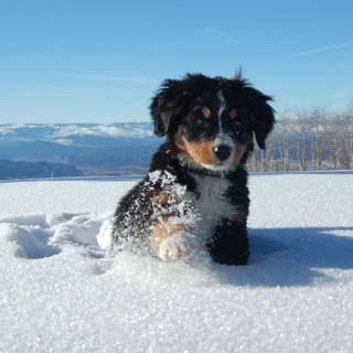 Black dogs winter wallpaper