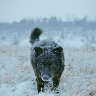 Black dogs winter wallpaper