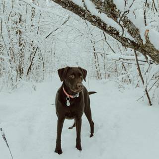 Black dogs winter wallpaper