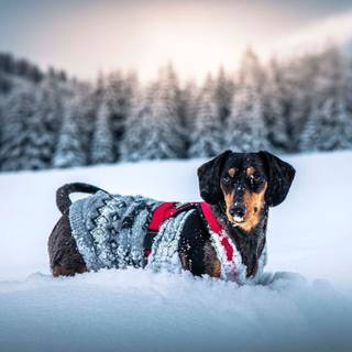 Black dogs winter wallpaper