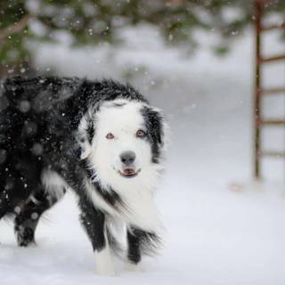 Black dogs winter wallpaper