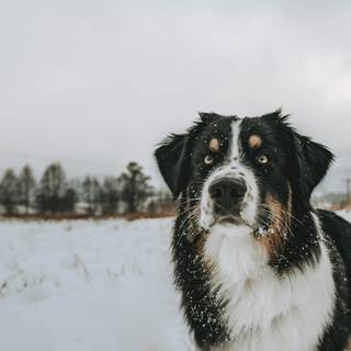 Black dogs winter wallpaper