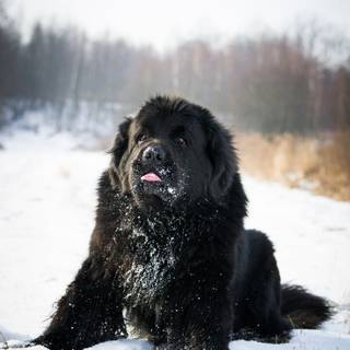 Black dogs winter wallpaper