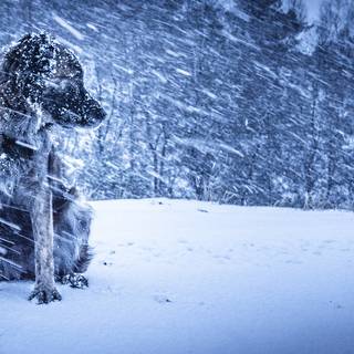 Black dogs winter wallpaper