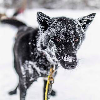 Black dogs winter wallpaper