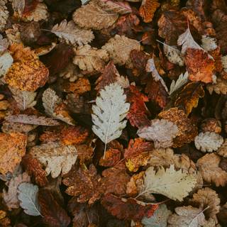 Desktop autumn leaves wallpaper