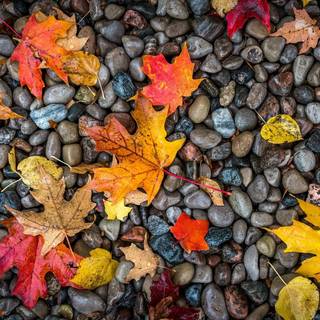 Desktop autumn leaves wallpaper