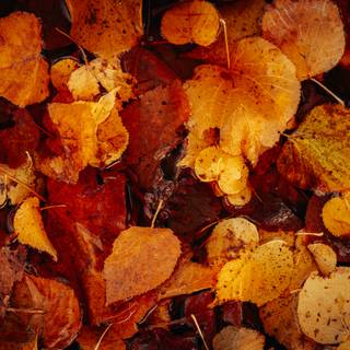 Desktop autumn leaves wallpaper