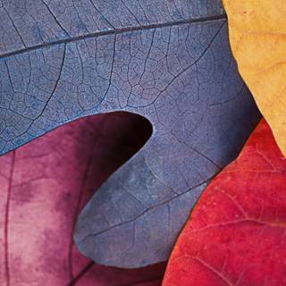 Desktop autumn leaves wallpaper