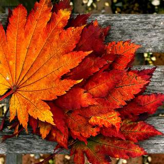 Desktop autumn leaves wallpaper