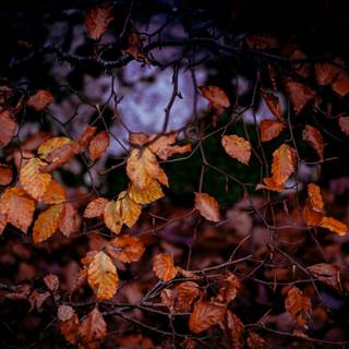 Desktop autumn leaves wallpaper