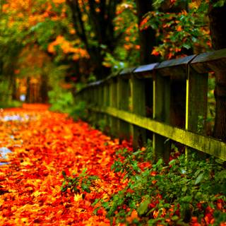 Desktop autumn leaves wallpaper