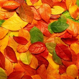 Desktop autumn leaves wallpaper