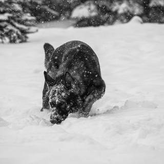 Dogs black winter wallpaper