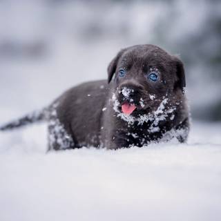 Dogs black winter wallpaper