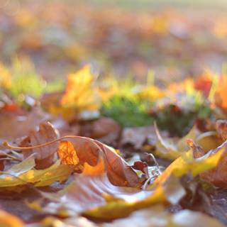 Desktop autumn leaves wallpaper